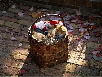 《幽灵行动：断点》推出系列20周年活动 将联动《古墓丽影》